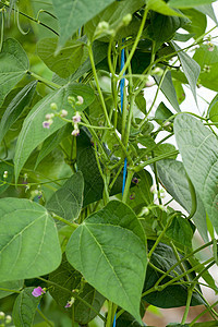 夏季花园大型特写园艺的新鲜绿豆种植农业植物营养收获维生素水果豆子美食季豆豆类图片