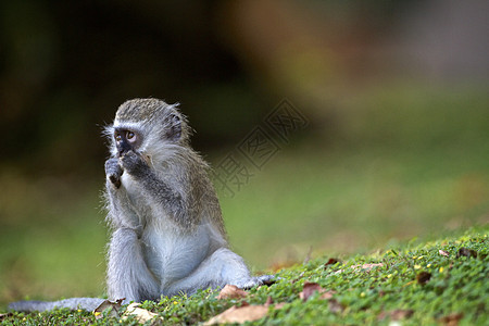 婴儿猴子灵长类野生动物灰色旅行长尾花园哺乳动物荒野绿色动物图片