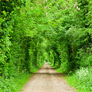 绿色隧道通道城市国家旅行小路消失途径树木森林泥路树叶背景图片