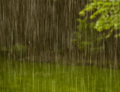 乐园中的雨水图片