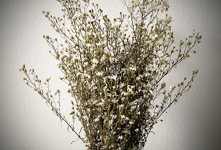 白花的干枯花束美丽棕色花朵花瓶死亡白色植物花瓣脆弱性乡愁图片