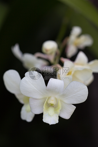 白兰花植物群植物花瓣美丽热带工作室兰花花园荒野紫色图片