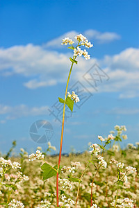 Buckwheat 地上闪烁度图片