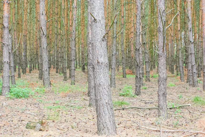 隐密森林林地绿色风景树木季节性季节云杉环境松树植物图片