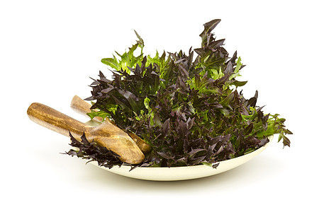 Lollo罗索生菜绿色成分沙拉农业生长红色紫色食物多叶叶子图片