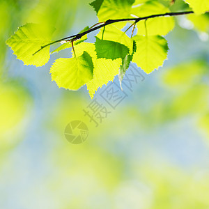 绿叶背景背景桦木季节天空树叶阳光环境蓝色森林叶子植物图片