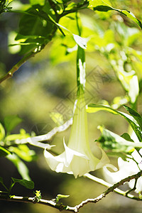 巴塔塔花叶子香味晴天情调植物热带阳光花瓣土豆花园图片