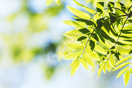 绿叶背景背景绿色生长森林植物树叶蓝色阳光叶子环境天空图片