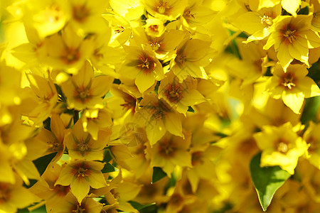 黄花花园叶子植物绿色阳光花瓣背景图片