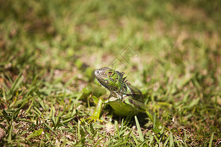 Iguana 环顾图片