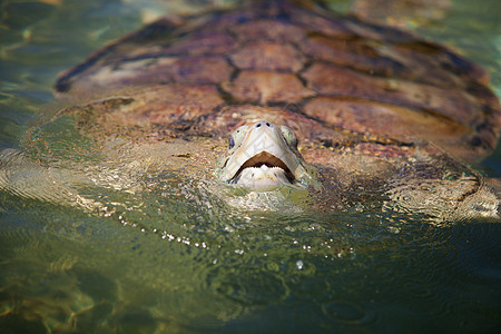 加勒比海龟海洋爬虫游泳动物图片