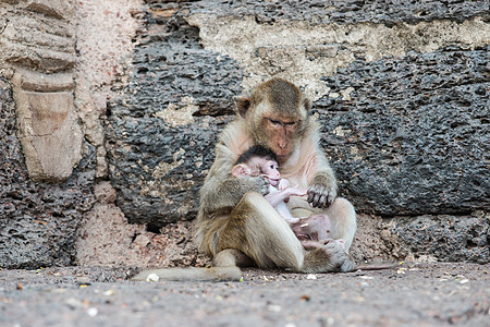 从事各种活动的泰国亚洲野猴子泰国毛皮哺乳动物婴儿家庭保卫石头母亲绿色女性森林图片