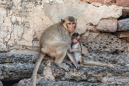 从事各种活动的泰国亚洲野猴子泰国保卫灵长类绿色家庭哺乳动物动物毛皮婴儿野生动物荒野图片