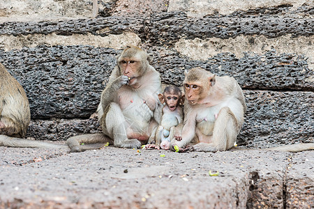 从事各种活动的泰国亚洲野猴子泰国保卫绿色石头灵长类森林荒野动物毛皮女性婴儿图片