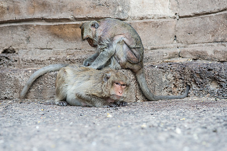 从事各种活动的泰国亚洲野猴子泰国石头动物毛皮灵长类保卫绿色森林野生动物荒野婴儿图片