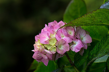 粉色黑桃色acolor绣球花园艺花瓣叶子紫色植物群美丽植物学宏观花束图片