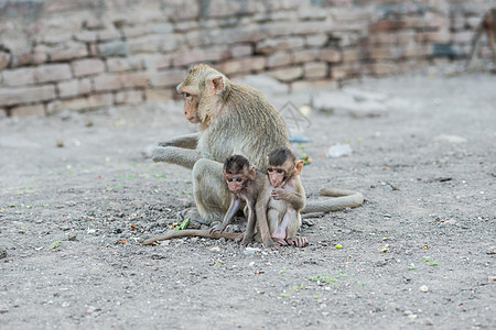 从事各种活动的泰国亚洲野猴子泰国哺乳动物石头灵长类森林荒野母亲动物家庭女性保卫图片