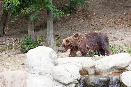 棕熊在木头石头中动物食肉外套树木动物群哺乳动物荒野捕食者危险野生动物图片