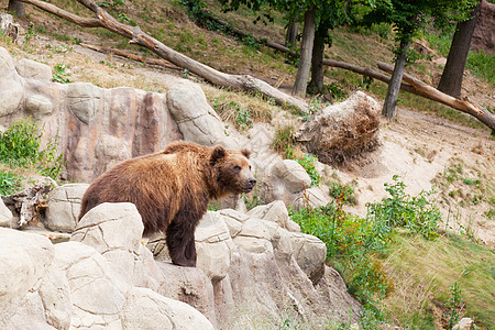 棕熊男性公园外套哺乳动物食肉动物荒野树木动物群危险图片
