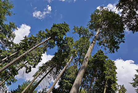 长高树林森林背景乡村树木生长绿色植物活力天空荒野阳光故事图片