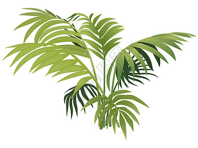 费尔南厂区系绿色植物叶子森林覆盖率生长卡通片插图图片