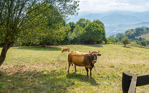 棕牛在草地上放牧乡村风景奶牛地区天堂牛奶牧场农场季节性爬坡图片