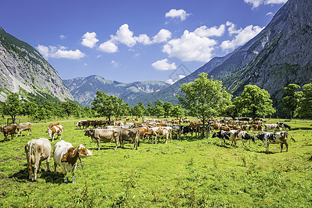 牛群高地爬坡奶制品环境蓝色动物森林山脉牛奶家畜图片