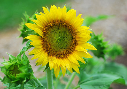 向日葵花花花瓣植物群向日葵花园图片