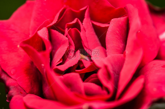 玫瑰花贴近红花朵 花瓣上有小水滴图片