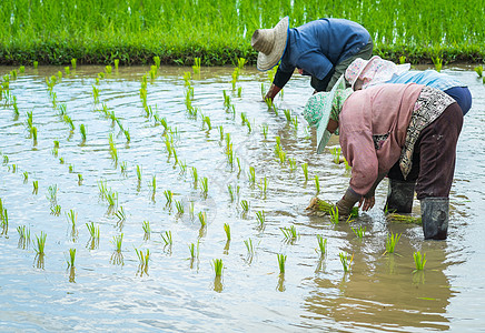 种植农民在稻田中移植稻种树苗文化谷物场地收成农场植物粮食生长绿色乡村图片