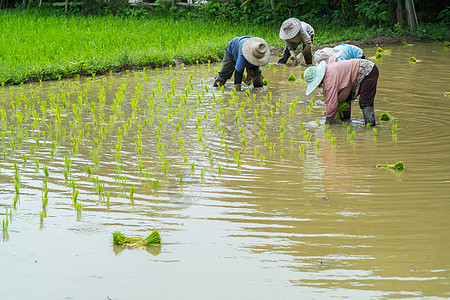 收稻种植农民在稻田中移植稻种树苗生长绿色传统植物场地农场食物粮食文化乡村背景