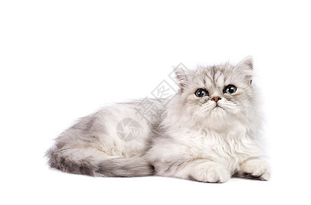 百塞小猫猫咪动物猫科动物毛皮影棚白色纯种猫宠物背景图片