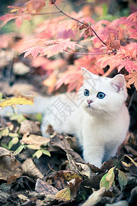 秋秋和小猫摄影宠物树叶孩子动物柔软度毛皮白色图片