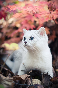 秋秋和小猫毛皮宠物柔软度白色树叶摄影动物孩子高清图片