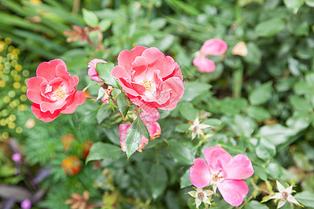 Eglantine 玫瑰树荒野粉色花园玫瑰植物花粉美丽野蔷薇花瓣灌木图片