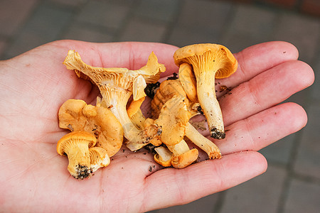 钱特拉荒野植物森林苔藓季节食物蔬菜美食团体黄色图片