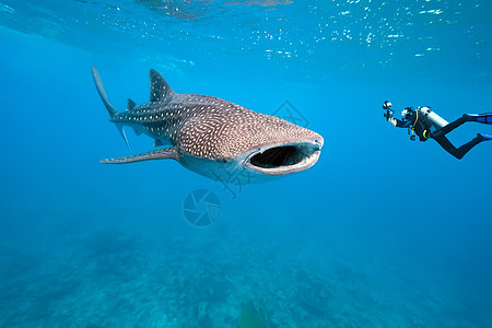 鲸鲨鱼和水下摄影师潜水员野生动物潜水动物群蓝色海洋相机图片
