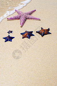 海星旅游热带气候框架假期星星生活海景岛屿阳光图片