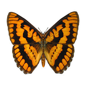 制成的上司 K荒野野生动物翅膀动物群黄色环境动物橙科蝴蝶昆虫图片