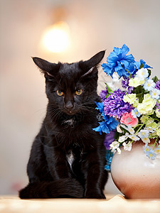 愤怒的黑猫坐在花瓶旁边 拿着花朵图片