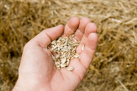 交接着新的收成收获金子小麦财富种子职业繁荣手指生长宏观图片