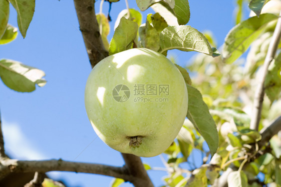 树枝上有成熟的绿苹果食物枝条天空水果园艺收获果园阳光季节花园图片