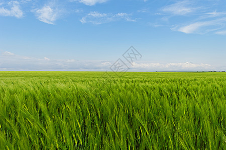 蓝云天空下的小麦田玉米植物生长农场场地天气草原场景牧场草地图片