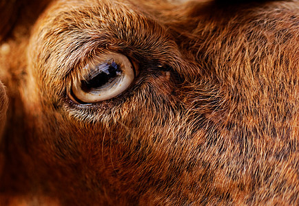 山羊的眼睛黄色成人农业盘子哺乳动物农场宏观毛皮棕色动物图片