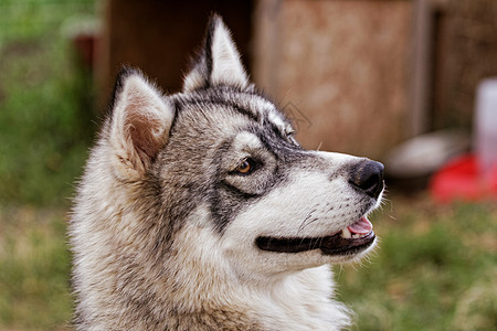 哈斯基狗伴侣外套舌头鼻子毛皮哺乳动物蓝色雪橇动物小狗图片