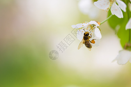 蜜蜂享受盛开的樱桃树 在美丽的春天土地工人花粉职业蜂蜡蜂巢宏观蜂窝养蜂人殖民地图片