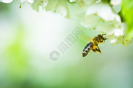 蜜蜂在飞行中的蜜蜂接近开花的樱桃树蜂房蜂蜜职业农场养蜂业花粉宏观数字蜂巢框架图片