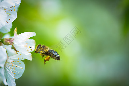 蜜蜂在飞行中的蜜蜂接近开花的樱桃树数字宏观蜂蜜职业花粉蜂窝蜂房工人养蜂业劳动图片