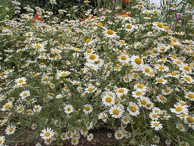 甘菊花家庭洋甘菊黄色植物植被白色雏菊菊科图片