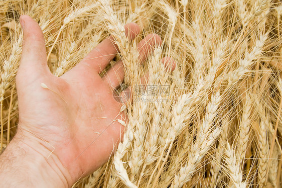 金子在田地上收割植物手指小麦大麦种子场地农学家晴天环境玉米图片